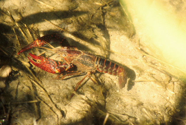 寒潮降溫,小龍蝦如何安全越冬?浮標(biāo)水質(zhì)監(jiān)測告訴您答案 寒潮降溫,小龍蝦如何安全越冬?浮標(biāo)水質(zhì)監(jiān)測告訴您答案