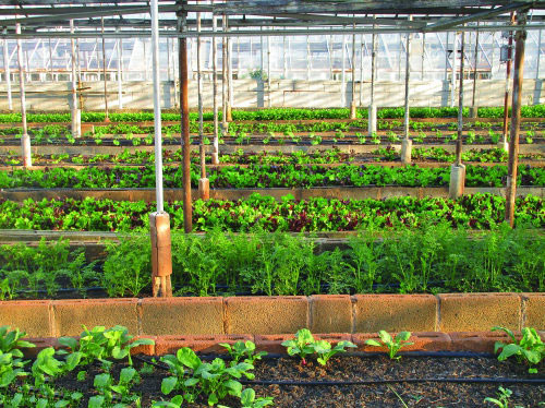 物聯(lián)網(wǎng)技術(shù)對農(nóng)業(yè)的作用 物聯(lián)網(wǎng)技術(shù)對農(nóng)業(yè)的作用